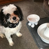 Ceramic Cat Bowl on Paws | Large | Lifted Footed Pet Dylan Kendall