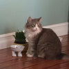 Ceramic Cat Bowl on Paws | Medium | Lifted Footed Pet Dylan Kendall