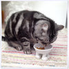 Ceramic Cat Bowl on Paws | Small | Lifted Footed Pet Dylan Kendall