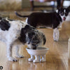 Ceramic Dog Bowl on Paws | Medium | Lifted Footed Pet Dylan Kendall