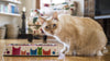 Pet Bowl | Company of Cats: Eco Double Feeder Pet Bowl with Stainless Steel Liner Eco Pet Dylan Kendall