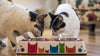 Pet Bowl | Company of Cats: Eco Double Feeder Pet Bowl with Stainless Steel Liner Eco Pet Dylan Kendall