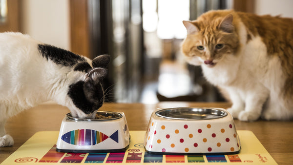 Riding the Wave - Eco Pet Bowls with Stainless Steel Liner