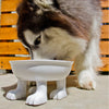 Ceramic Dog Bowl on Paws ©  | Lifted | Large