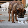 Ceramic Dog Bowl on Paws + Stainless Steel Liner | Lifted | Large Footed Pet Dylan Kendall 